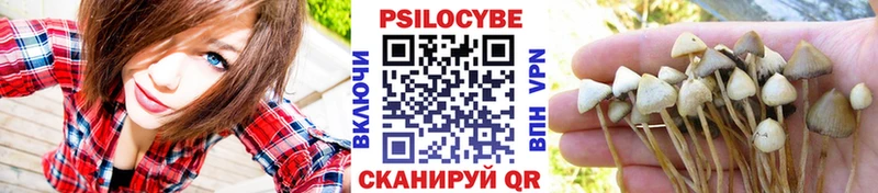 Галлюциногенные грибы Psilocybe  Дмитров 